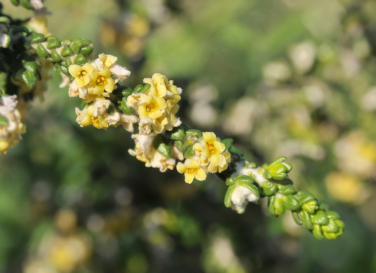 Thymelaea hirsuta (L.)Endl. / Spazzaforno